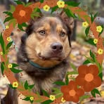 Profile Picture of Lisa Huxhold Danford (@Lisa-Huxhold-Danford) on Facebook