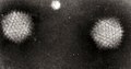 Profile Picture of Adenoviridaeon Wikipedia