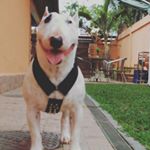 Lowen - Instagram Profile Picture of Lowen (@paula_lowen) on Instagram