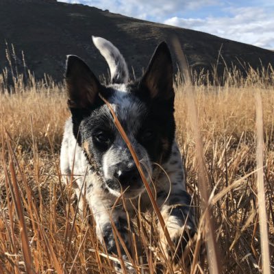Profile Picture of JessieBones (@JessieBones5) on Twitter