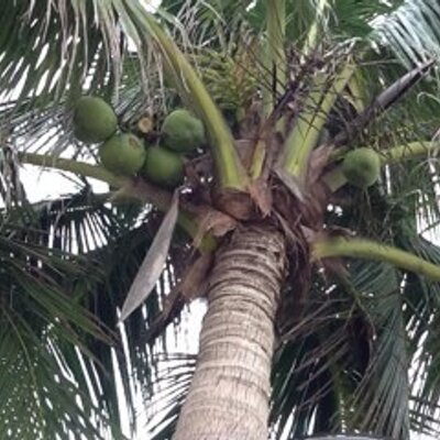 Profile Picture of Alvin Wang (@alvinwang1990) on Twitter