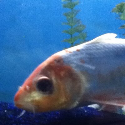 Profile Picture of Andrew Witkowski (@AndrewWitkowsk) on Twitter