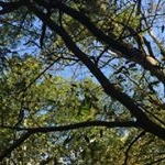 Profile Picture of Gretchen McCarl (@gretchenmccarl) on Instagram