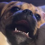 Profile Picture of Dwight (@dwight_the_baby_puggle) on Instagram