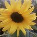 Profile Picture of Guadalupe Escobedo (@guadalupe.escobedo.902) on Facebook