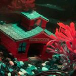 Profile Picture of Isaac Crooks’ Fish Marvin (@marvin.goldfish) on Instagram
