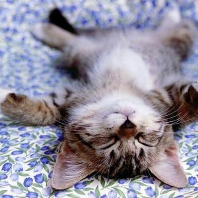 Profile Picture of Robert Siegel (@rs007robert) on Twitter