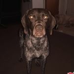 Profile Picture of Chester Gazdag (@winchester_pointer2) on Instagram