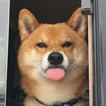 Tyler Edwards - Instagram Profile Picture of Tyler Edwards (@rilla_memefare) on Instagram