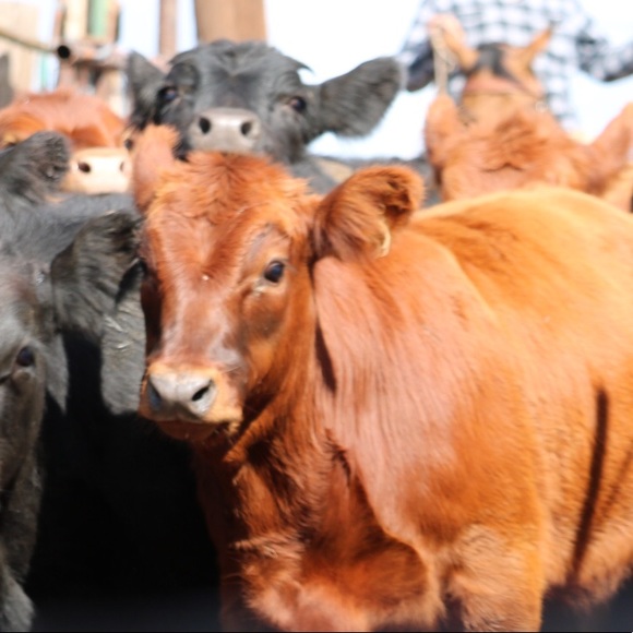 Profile Picture of Lynn Malouff (@redheifer119) on Poshmark