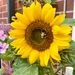 Profile Picture of Jane Danforth (@janesian1) on Pinterest
