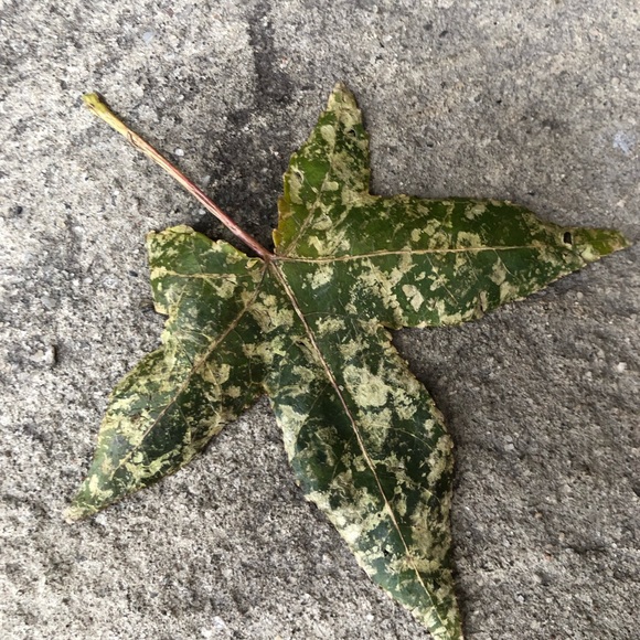 Maria Breen - Poshmark Profile Picture of Maria Breen (@mariab4308) on Poshmark