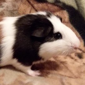 Profile Picture of Guinea Pig Adventures (@BecraftNathan) on Twitter