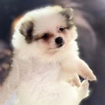 Profile Picture of Amora Jollie Rodrigues (@amorajollie) on Instagram