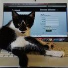 Profile Picture of Lisa Grant-Gunther (@lgunther) on Pinterest