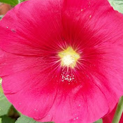 Profile Picture of Young Choon Jang (@7jyc7440j) on Youtube