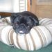 Profile Picture of Donella Bailey (@parrotsnpugs) on Pinterest