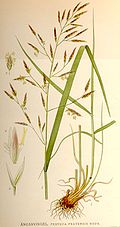 Profile Picture of Festuca pratensison Wikipedia
