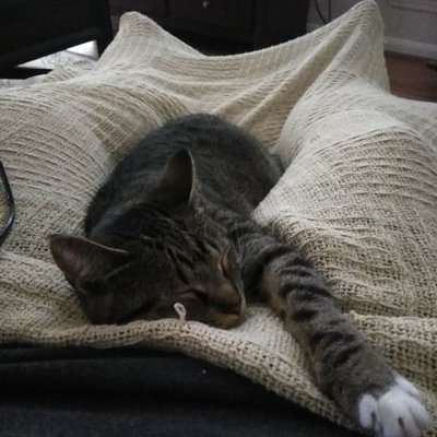 Profile Picture of Brian Heflin (@BrianHeflin11) on Twitter