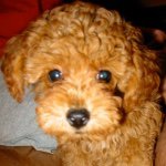 Profile Picture of Thomas Yu (@leschinatown) on Instagram