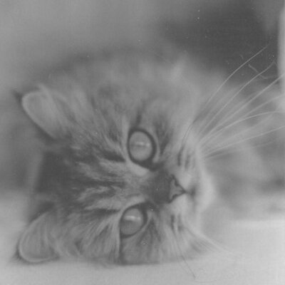 Profile Picture of Pat Culp (@HouseOfFur) on Twitter