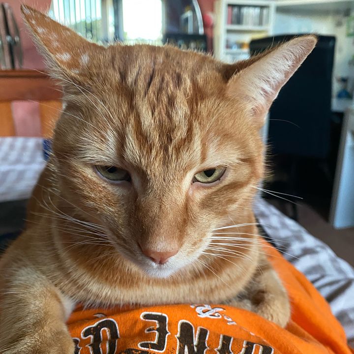 Profile Picture of Janet Hutchinson (@janethutchinson) on Tiktok