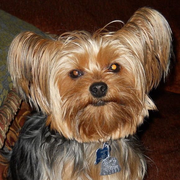 Profile Picture of Leanne Wade (@leannewade) on Poshmark