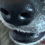 Profile Picture of Kristopher Roy (@krisroy17) on Instagram