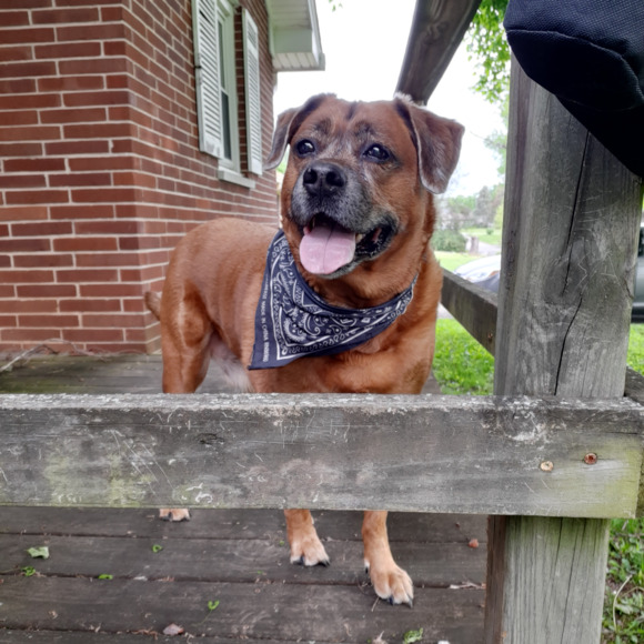 Profile Picture of Christain Pellicore (@boopthesnoots) on Poshmark