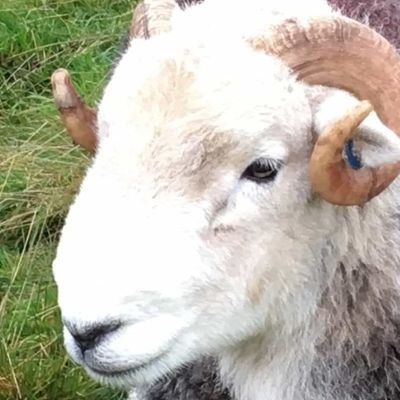 Profile Picture of Ian Munroe (@IanMunroe5) on Twitter