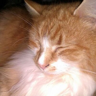 Profile Picture of Raymond Brett Chitty (@raybchitt) on Twitter
