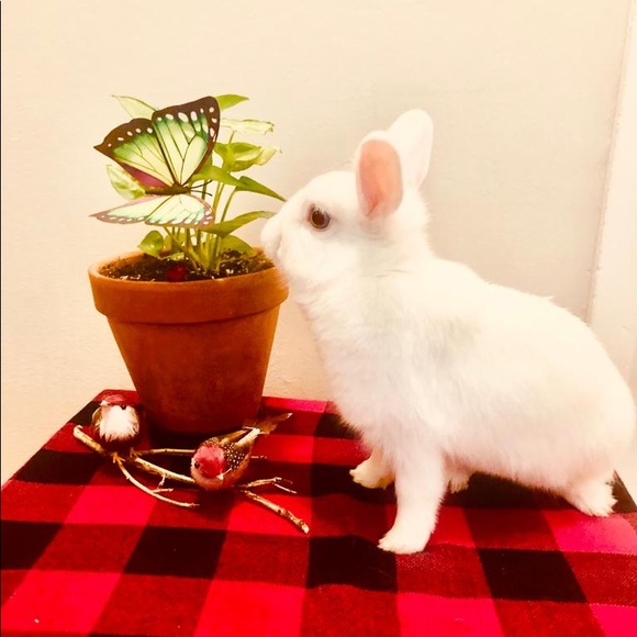 Profile Picture of Erica Govea (@ericag777) on Poshmark