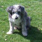 Profile Picture of Wakering Dog Walker (@wakering dog walker) on Flickr