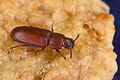 Triboliini - Wikipedia Profile Picture of Triboliinion Wikipedia