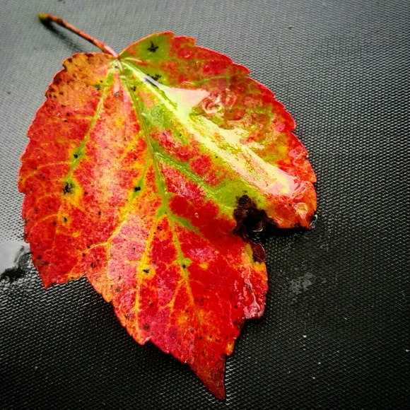 Amanda Quekemeyer - Poshmark Profile Picture of Amanda Quekemeyer (@anmore014) on Poshmark