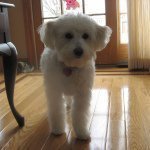 Profile Picture of JoAnn Bonante (@joannbonante) on Instagram