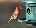 Profile Photo of House finch - Wikipediaon Wikipedia