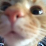 Profile Picture of Ginger Wilhelm (@ninny_nat_kitty_kat) on Instagram