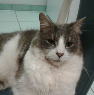 Profile Picture of Tina Calderone (@vince.calderone.3) on Facebook