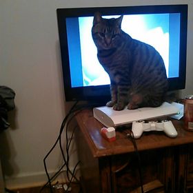 Profile Picture of Michael LaBruzza (@lordmoose95) on Pinterest