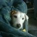 Profile Picture of -Lucy Darling- (@brent417) on Pinterest