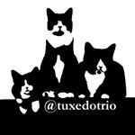 Profile Picture of Ben, Jack & Hugo | Tuxedo Cats (@tuxedotrio) on Instagram