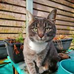 Profile Picture of Lisa Pedersen (@lisa_lpe) on Instagram