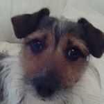 james scot - Instagram Profile Picture of james scot (@stan.scattergood) on Instagram