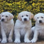 Profile Picture of James101 (@jamesmacqueen) on Instagram