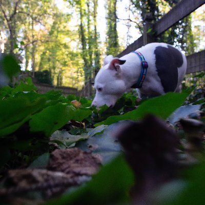 Profile Picture of Andy Clement (he/him) (@andyclement) on Twitter