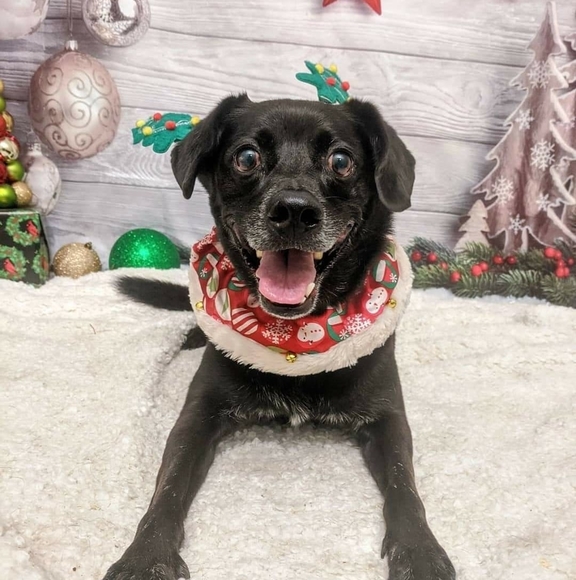 Profile Picture of Ann Campbell (@nas1125pcr) on Poshmark