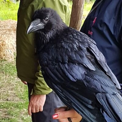 Profile Picture of Michael Engler (@Madcap_Raven) on Twitter
