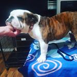 Christy Hutton- LaFary - Instagram Profile Picture of Christy Hutton- LaFary (@christysbulldogs) on Instagram