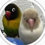 Profile Picture of chrisnicoletti3_pipoca_tica (@chrisnicoletti3_pipoca_tica) on Instagram